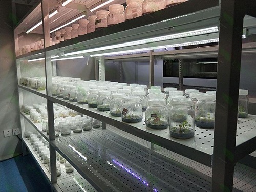 蛟河植物组织培养实验室设计建设方案